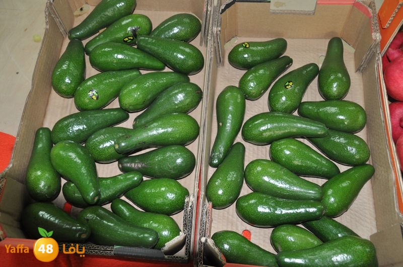 setona2y 830 (21).JPG